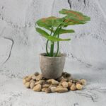 Decorative River Rock Stones (1 Set) - Image 4