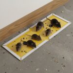 PCI Cardboard Troublegum Small Size Mouse Trap-10Pc - Image 8