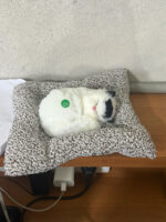 Sleeping Cat Showpiece on Cushion for Home, Office Desk & Car Dashboard Decor - Image 6