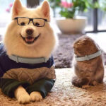 DOG COLLAR - Image 9