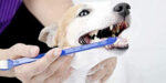 DOG TEETH CLEANING BRUSH - Image 9