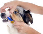 DOG TEETH CLEANING BRUSH - Image 4
