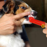DOG TEETH CLEANING BRUSH - Image 5