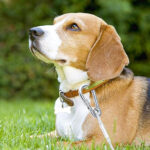 10 MT STEEL WIRE CLOTH ROPE - Image 8