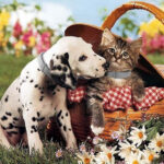 DOG COLLAR - Image 11