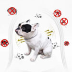 FLEA DOCTOR - Image 2